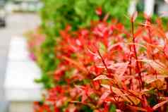 年轻的红色的叶子前克里斯蒂娜装修植物花园