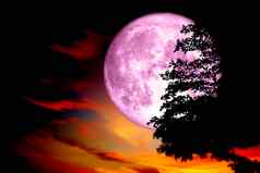 超级完整的粉红色的月亮回来轮廓树黑暗红色的色彩斑斓的
