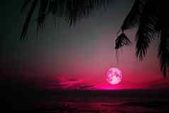 超级完整的粉红色的月亮轮廓树黑暗红色的色彩斑斓的天空