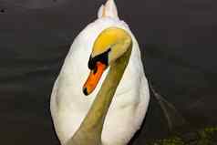 沉默的天鹅头拍摄天鹅座气味美丽的动物