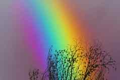 彩虹色彩斑斓的天空回来轮廓干分支树