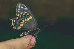 蝴蝶手明亮的美丽的蝴蝶燕尾服