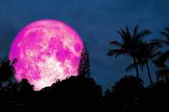 完整的粉红色的月亮轮廓椰子棕榈森林