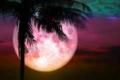 完整的粉红色的月亮回来轮廓椰子树站日落天空