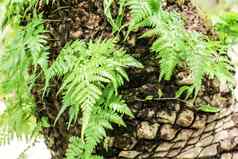 绿色蕨类植物植物墨身体棕榈树