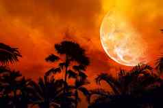 一半月亮回来轮廓古老的高棕榈树晚上天空
