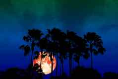 超级完整的红色的月亮回来轮廓高手掌黑暗晚上天空