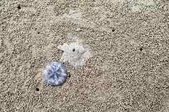 浮游生物死海滩不能逃避低潮潮