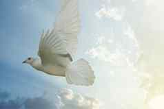 白色鸽子鸟自由翅膀飞行蓝色的天空背景