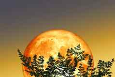 完整的月亮回来轮廓前分支树晚上天空