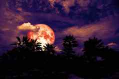 红色的月亮回来轮廓棕榈树黑暗晚上堆云