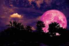 完整的粉红色的月亮回来轮廓棕榈树黑暗晚上堆中心思想