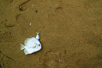 海鱼死湿沙子逃避低潮