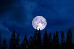 完整的月亮回来轮廓松黑暗晚上天空