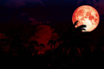 完整的红色的血月亮回来轮廓古老的棕榈晚上红色的