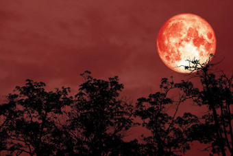 红色的血月亮回来轮廓树晚上红色的天空