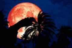 完整的血月亮回来轮廓恐龙公园红色的晚上天空