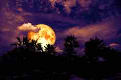 血月亮回来轮廓树黑暗晚上堆云
