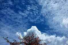 单树天空云自然背景复制空间的地方文本