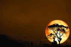 完整的血月亮回来轮廓树场晚上天空