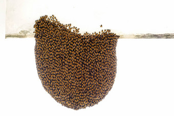 群蜜蜂挂巢保护巢