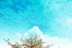 单树天空云效果蓝色的梯度自然背景复制空间的地方文本