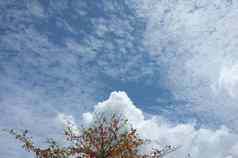 单树天空云自然背景复制空间的地方文本