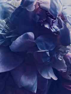 紫色的牡丹花摘要花背景假期品牌