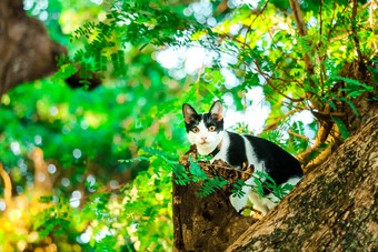 猫爬树抓松鼠爬