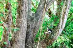 暹罗猫爬树抓松鼠克林姆
