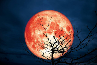 完整的红色的月亮回来轮廓分支干树<strong>晚上</strong>天空