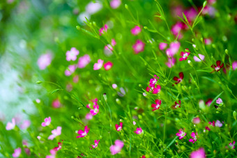 色彩斑斓的美丽的粉红色的满天星bouqitue花花园