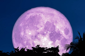 超级紫色的月亮穿飞回来轮廓树植物中心思想