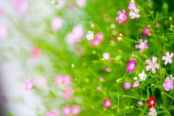 色彩斑斓的美丽的粉红色的<strong>满天星</strong>bouqitue花花园