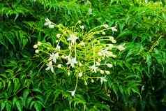 米林顿尼亚霍滕西斯树白色花香受欢迎的