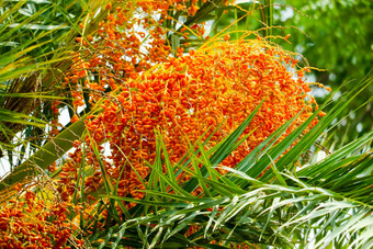 小橙色棕榈种子绿色叶子树