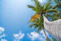 椰子棕榈树热带海滩美丽的蓝色的天空