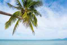 美丽的热带海滩棕榈树椰子树拉伸