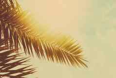 热带棕榈树叶子热夏天一天古董背景自然旅行