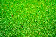 蚊子蕨类植物绿色黄色的颜色秋天叶子水分