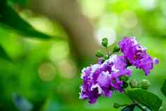 女王的黑纱桃金娘英他宁紫色的花
