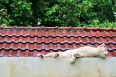 猫放松混凝土墙ralaxing屋顶花园背景