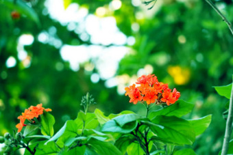 <strong>盖革</strong>树科迪亚红色的橙色花绿色花园