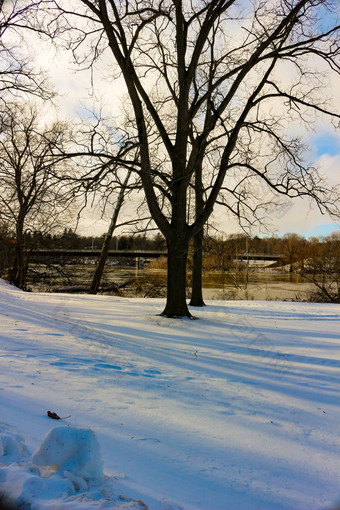 雪冬天公园树覆盖白色毛茸茸的雪冬天景观庆祝活动一年圣诞节雪冬天公园树覆盖