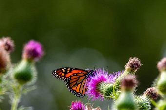 君主蓟大君主蝴蝶紫色的蓟君主蝴蝶濒临灭绝的物种