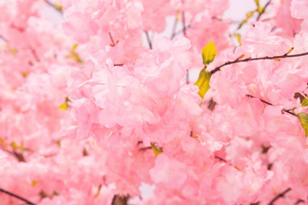 塑料模拟花开花美丽的野生喜玛拉雅<strong>雪儿</strong>