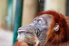 猩猩特写镜头女猩猩濒临灭绝的由于栖息地损失棕榈石油种植园