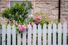 粉红色的玫瑰日益增长的白色哨栅栏