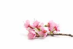樱桃开花粉红色的樱花花孤立的白色背景