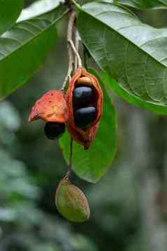 苹婆属monosperma泰国栗红色的栗树
